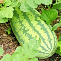 FA Store 25 Congo Watermelon Seeds Organic Heirloom Vine Xl 30-50Lbs Summer - £6.93 GBP