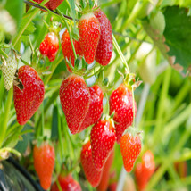 Evie Everbearing 25 Live Strawberry Plants, NON GMO, - £25.06 GBP