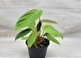 Philodendron Fuzzy Petiole  in 3&quot; pot - £17.94 GBP