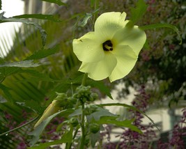 Abelmoschus Manihot Sunset Hibiscus Hardy To Zone 7 10 Seeds USA Fast Shipping - $18.98