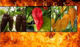 Combo 3 Fataliis-15 Seeds Each: Red + Chocolate + ORANGE/YELLOW Hot Chili Pepper - £6.67 GBP