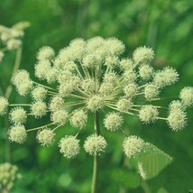 BPA Angelica Seeds 100 Seeds Archangelica Herb Garden Culinary From US - £7.07 GBP