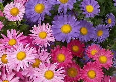 Aster Rainbow Mix 1,000 seeds - £19.79 GBP