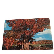 Postcard A Most Inspiring Scene So Rich In Tranquility Fall Leaves Chrome - £5.42 GBP