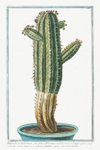 13730.Decor Poster.Room floral design print.Garden plants.Botanical art.Cactus - £13.10 GBP+