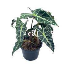 Alocasia polly African mask 6inch Alocasia Amazonica potted Poly Elephant&#39;s ear  - £50.72 GBP