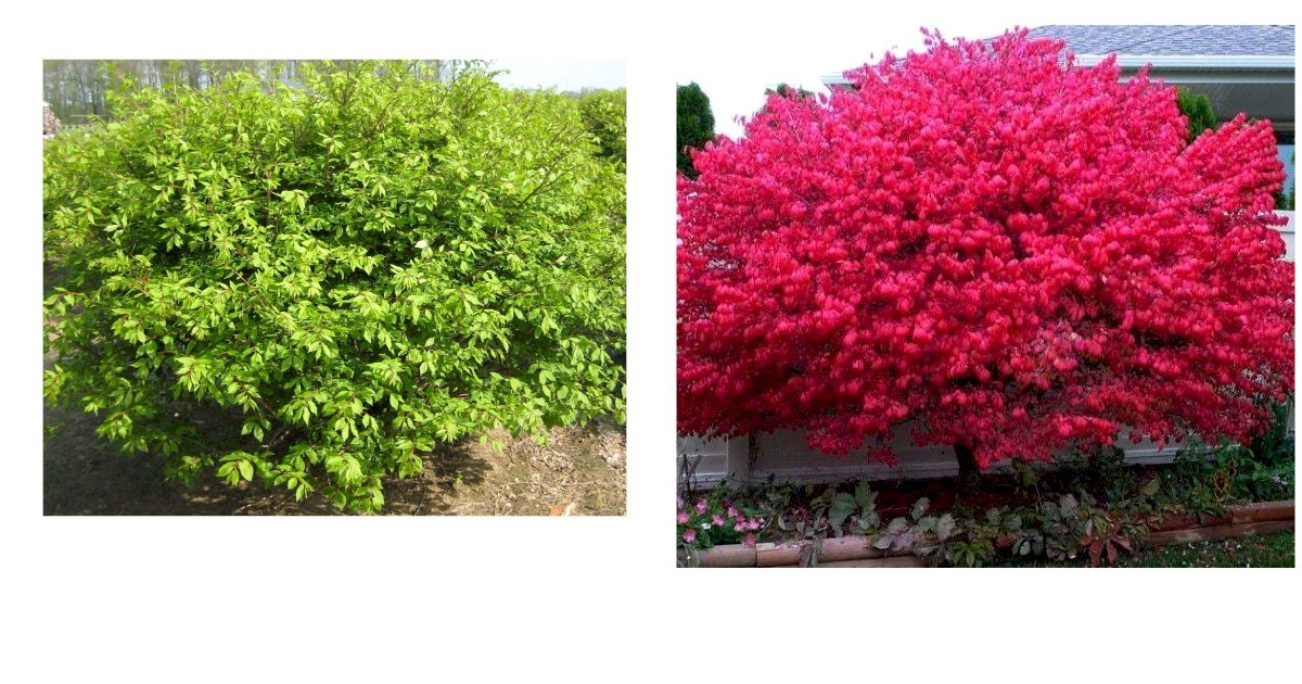 Live Plant - Dwarf Burning Bush/Shrub - Bare Root - 6-12