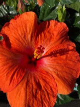 Bright orange Hibiscus Live Plant - £31.78 GBP
