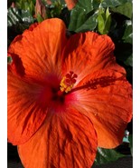 Bright orange Hibiscus Live Plant - £32.30 GBP