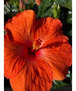 Bright orange Hibiscus Live Plant - $40.42