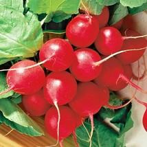 SKMO 300 Cherry Radish Seeds Vegetable Spring Garden Salads Heirloom - - £3.31 GBP