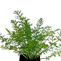 SHIP FROM US 160,000 Caraway Herb Seeds for Gardening or Microgreens, ZG09 - £89.45 GBP