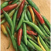 Small Thai Chili Hot Peppers Seeds Gardening Easy Grow USA SHIPPING - £4.17 GBP