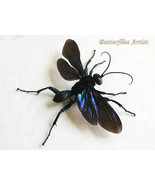 Tarantula Hawk Wasp Big Spider Killer Pompilidae Entomology Framed Shado... - $107.29 CAD