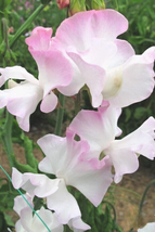 50 Pcs Anniversary Sweet Pea Seeds for Garden Planting - $10.99