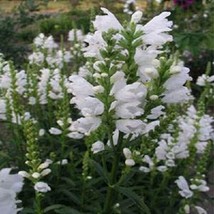 40+ Blanc Obéissant Plante (Faux Dragon) Semences Florales/Perinnial - £11.23 GBP