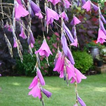 Dierama Strawberry Ice Cream Seed Fresh Seeds USA - $11.68