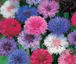 Bachelor Button Seeds 200+ Polka Dot Mix Flower Mixed Colors  - £1.51 GBP