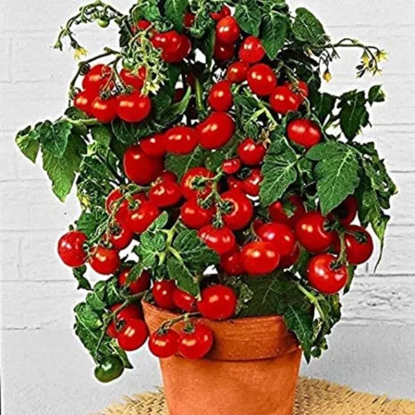 100 Dwarf Bush Cherry Tomato Seeds For Planting Fresh - £15.69 GBP