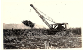 RPPC Postcard Hawaii Sugar Cane Harvesting Field View c1940s - £11.79 GBP