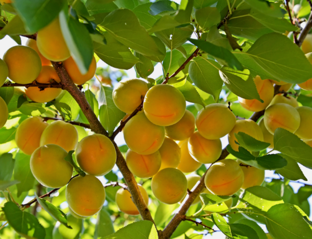Primary image for 5 Pc Seeds Common Apricot Tree Plant, Prunus Armeniaca Seeds for Planting | RK 