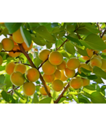 5 Pc Seeds Common Apricot Tree Plant, Prunus Armeniaca Seeds for Plantin... - £24.96 GBP