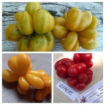 Voyage Tomato Package - 3 Varieties - 15+ Seeds - V 148 - £2.90 GBP