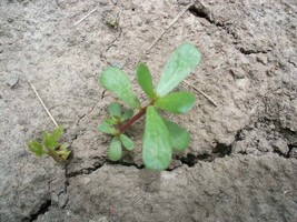 20 SEEDS PURSLANE HEIRLOOM SEEDS GROW QUICK IMPRESS NEIGHBORS - $8.35