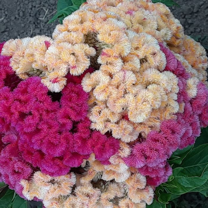 Organic Brainiac Celosia Fast Shipping