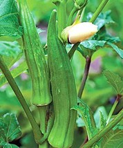 Best 50 Of Okra seeds Clemson Spineless Okra Super healthy vegetable  - £2.50 GBP