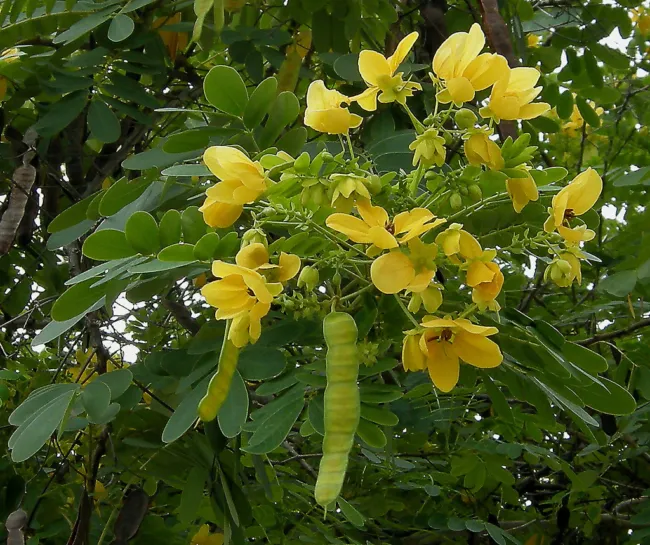 Cassia Glauca Golden Senna Bush Yellow Flowers Seeds Fresh Garden - £7.97 GBP