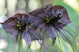 5 Black Bat Flower Cats Whiskers Devil Flower Tacca Chantrieri Flower Seeds Fres - $18.50