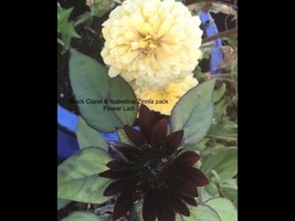 Black Claret Sunflowers+Cream Zinnia Mix…Stunning+Buy 2 Get 1 Free+See Listing - £11.00 GBP