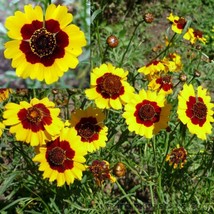 Coreopsis Seeds 300+ Dwarf Plains Annual Deer Resistant From US - £6.79 GBP