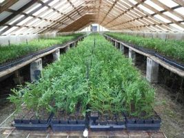 4" Pot Arborvita Giant Green Plicata Thuja Fast Growing 12-18" Garden Live Plant - £37.66 GBP
