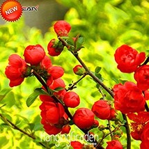 Loss Promotion!100  pcs/Bag Red Begonia Flower Garden 100% True Malus Spectabili - £6.88 GBP