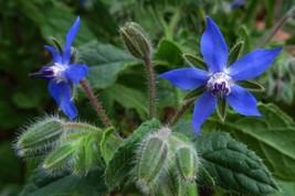 Organically Grown Borage Seeds 25 Count Herbal And Hornworm Deterrent In Grown I - $9.10