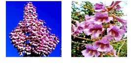 Royal Empress (Paulownia Tomentosa) 50 Seeds &quot;Fastest Growing Tree In The World&quot; - £15.22 GBP