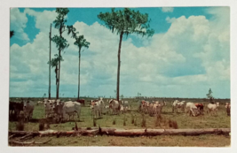 Brahman Cattle on Range Cows Lake Okeechobee Florida FL Dexter UNP Postcard 1959 - £6.25 GBP