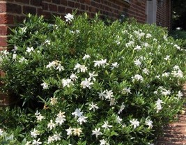 Frost Proof Gardenia (Cape Jasmine) Live Plant (2.5 Qt) - £27.80 GBP