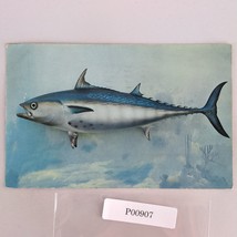 Bonito Game Fish Florida Gulf Stream Fishing 1950s Postcard Kodachrome 1956 - $7.88