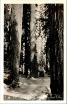RPPC The Columbus Tree- Rainier National Park w Car  UNP Postcard T15 - £5.43 GBP