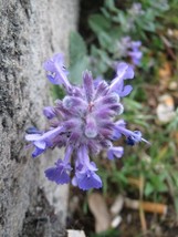 PWO Nepeta Racemosa seed - £2.25 GBP