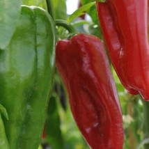 Red Marconi Sweet Pepper Seeds Organic Fresh Garden - £5.09 GBP