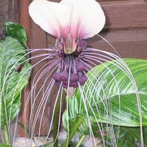 Tacca Chantrieri White Nivea White Bat Flower Bat-Head Lily 20 Seeds Gardening U - $18.40