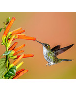 Bloomys 1200 Seeds Wildflowers Spring Hummingbird Mix Butterfly Pollinators Bees - $9.38