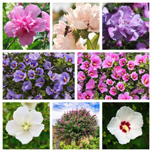 50 Mixed Colors Rose Of Sharon Hibiscus Syriacus Flower Tree Bush Seeds Mix Fres - £8.26 GBP