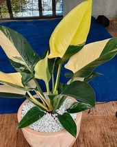 1plant Philodendron Green Congo Variegated free Phytosanitary &amp; 1 plant Syngoniu - $275.50