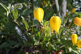 US Seller Clematis Tangutica Golden Clematis Seeds New Fresh Seeds - $17.98