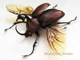 Golofa Claviger Amazing Rhinoceros Beetle Framed Entomology Double Glass... - $98.99